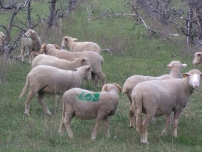 Guida Daniel Sarl, Pâtisserie à Saint-Just