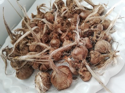 safranière de font Bergère, Pâtisserie à Plauzat